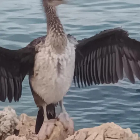 Dora * オパティヤ